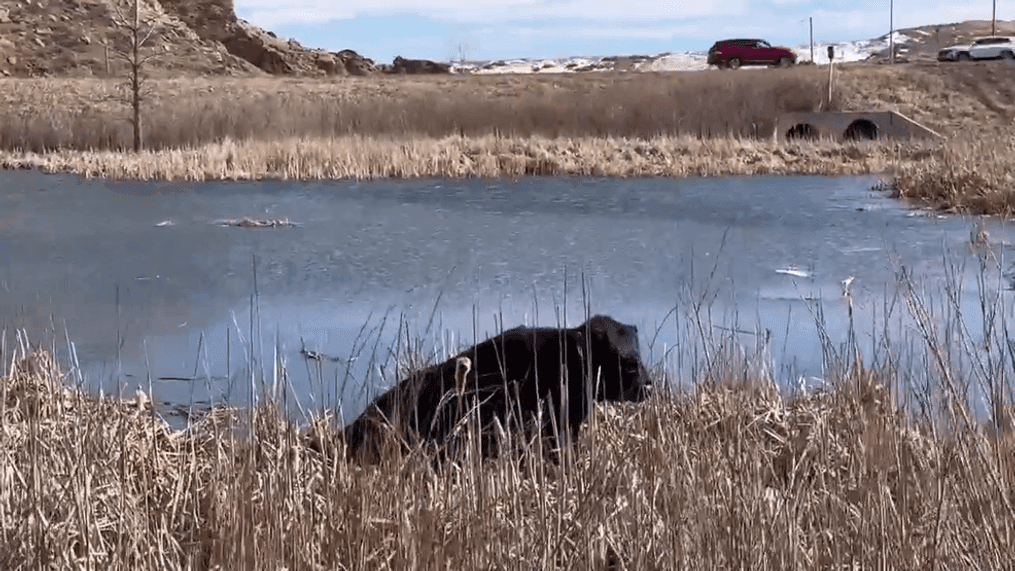 This screenshot taken from video shows a bull that was trapped in the mud in Colorado on Wednesday, Feb. 21, 2024. (Courtesy of the Jefferson County Sheriff's Office)