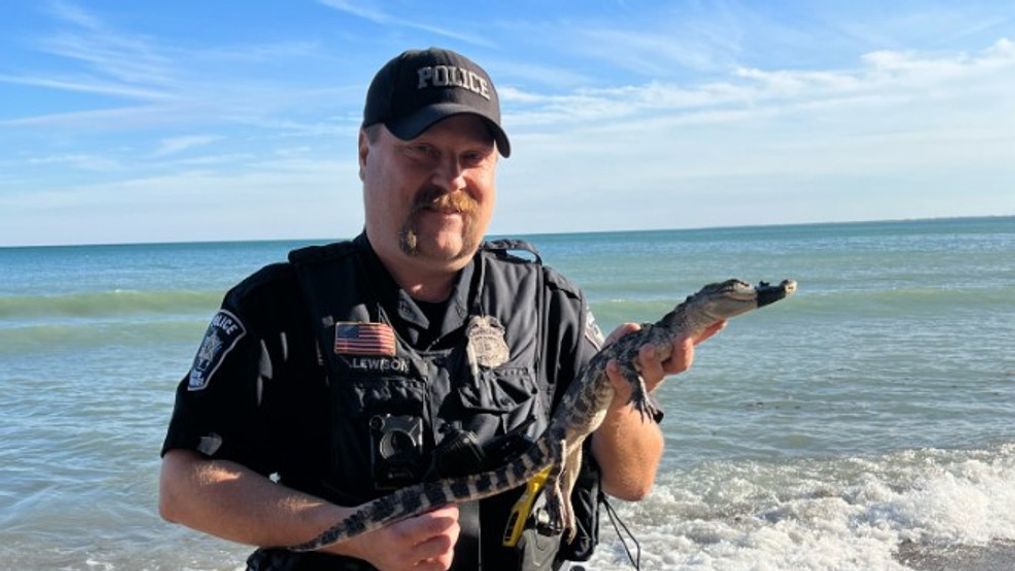 South Milwaukee police officers helped capture an alligator on the beach at Grant Park along Lake Michigan, November 6, 2023. (Photo courtesy of South Milwaukee Police Department)
