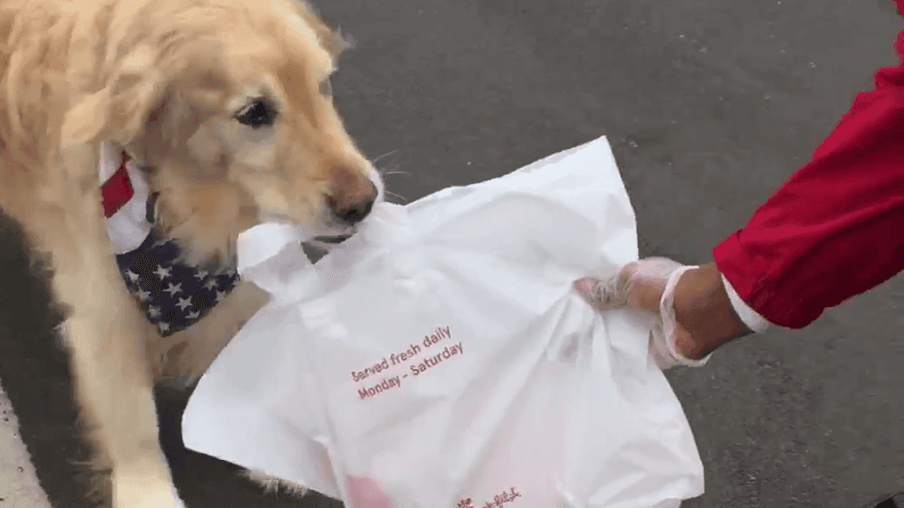 A Golden Retriever delivers his owner's mobile pick-up order at the Carraway Village Chick-fil-A in Chapel Hill, North Carolina, Aug. 20, 2020. (Credit: Chick-fil-A Carraway Village)