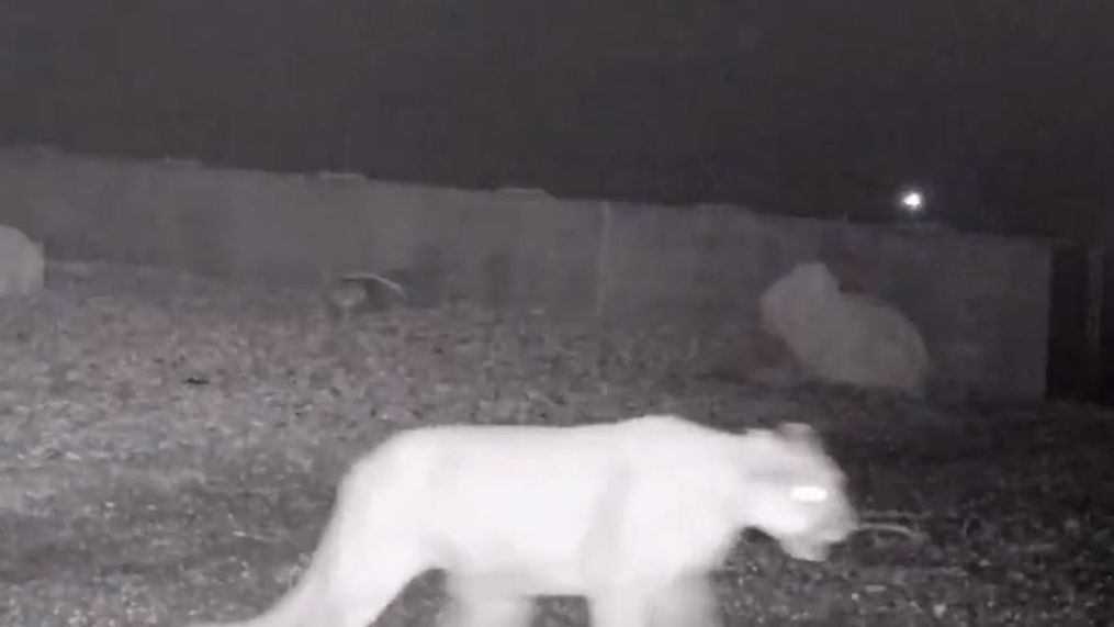 Months after opening one of Utah's first wildlife overpasses, there is some pretty cute evidence that the bridge is saving the lives of animals while protecting drivers. (Photo: DWR)