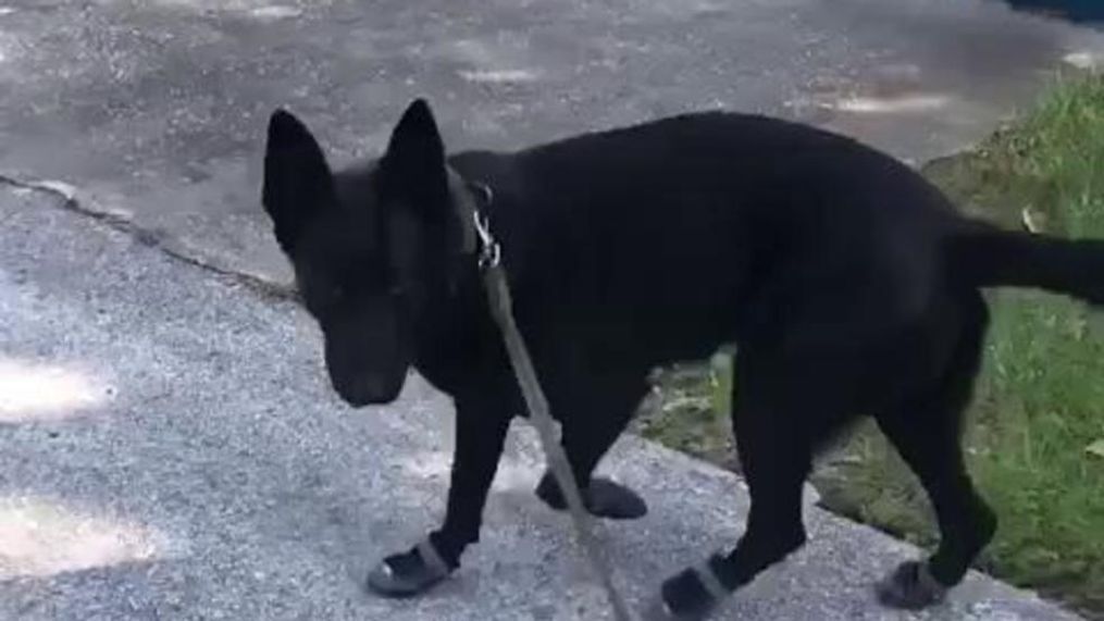 A police dog took his new sneakers out for a test run in Pasco County, Florida. (Pasco Sheriff's Office via Storyful)