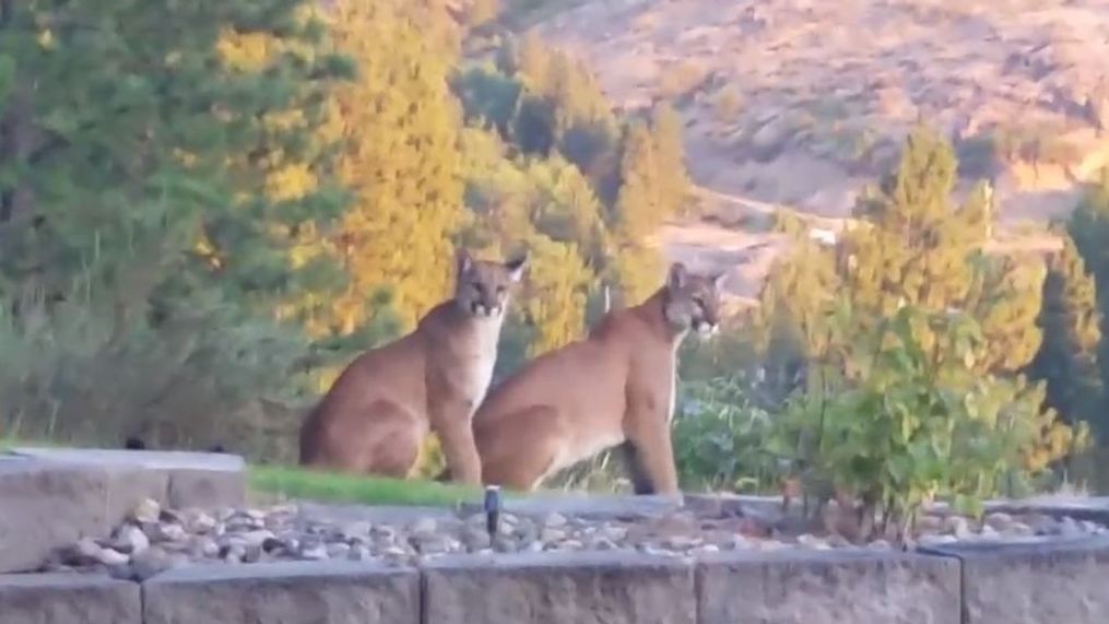 An Eastern Washington couple found quite a surprise in their backyard Tuesday morning: not one but two cougars. (Yvonne Reppe)