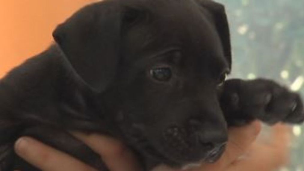 The Grand Strand Humane Society is looking after the puppy at this time.{&nbsp;} An employee says the officer's actions saved the puppy and called Officer Fee a hero (Liz Cooper/WPDE)