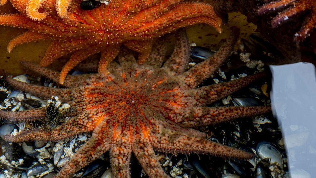 Adult sunflower sea stars feeding on mussels at UW Friday Harbor Laboratories. (Photo: Dennis Wise/University of Washington)