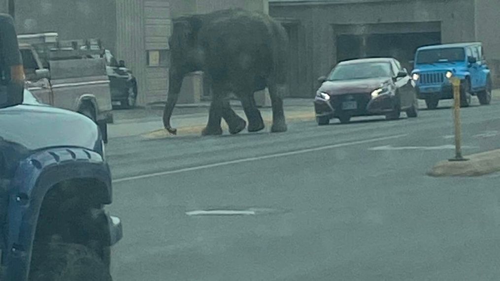 Circus elephant get loose in Butte, Montana on Tuesday, April 16, 2024. (Matayah Utrayle-Shaylene Smith)
