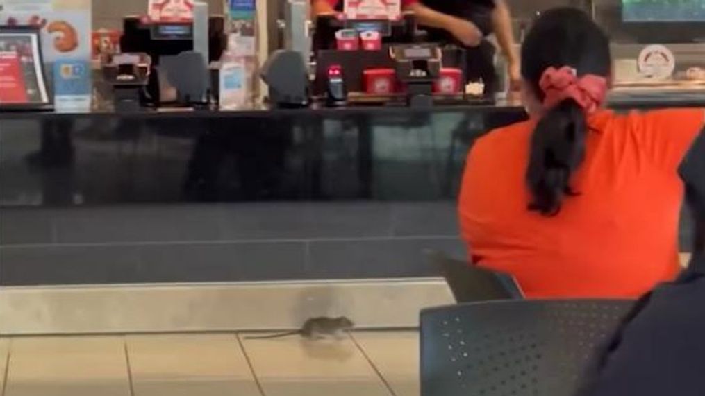 Furry food critic takes a 'rat race' tour around mall food court (Photo: Tu Her)