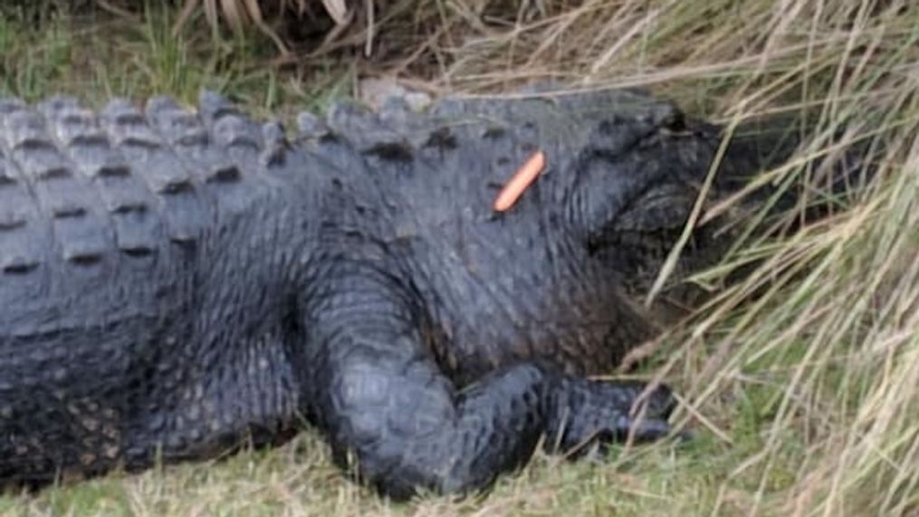 An alligator was harassed by people throwing carrots on Fripp Island, SC on Friday. The resort called the behavior a new level of stupid. (Fripp Island Activity Center)