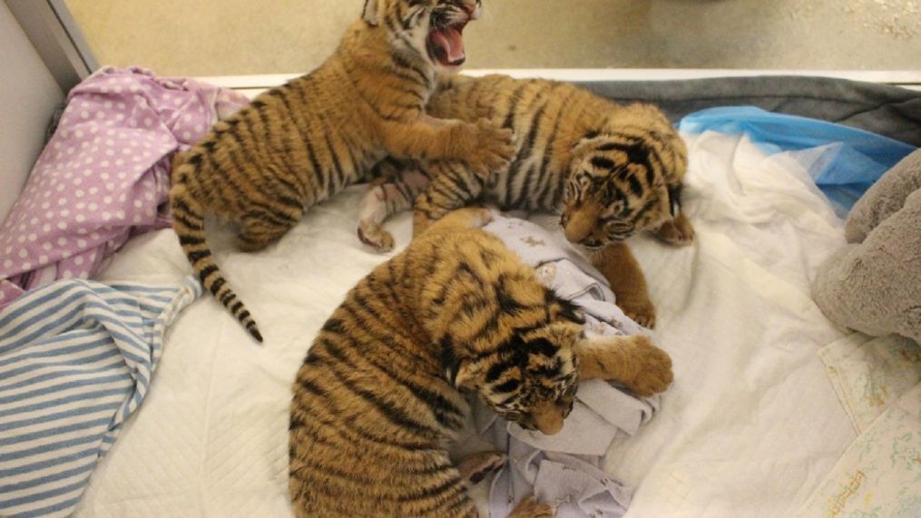 Malayan tiger cubs mother fails to care for them (Cincinnati Zoo)