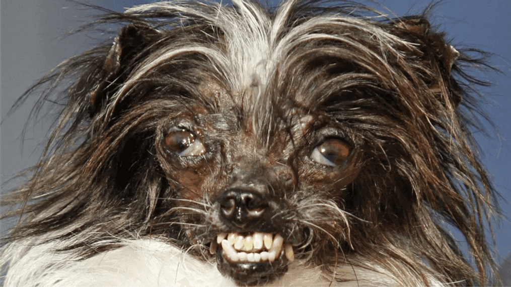 FILE. In this Friday, June 20, 2014 file photo, Peanut, a two-year-old mutt is held by Holly Chandler, the owner after winning the World's Ugliest Dog Contest, at the Sonoma-Marin Fair in Petaluma, Calif. (AP Photo/George Nikitin)