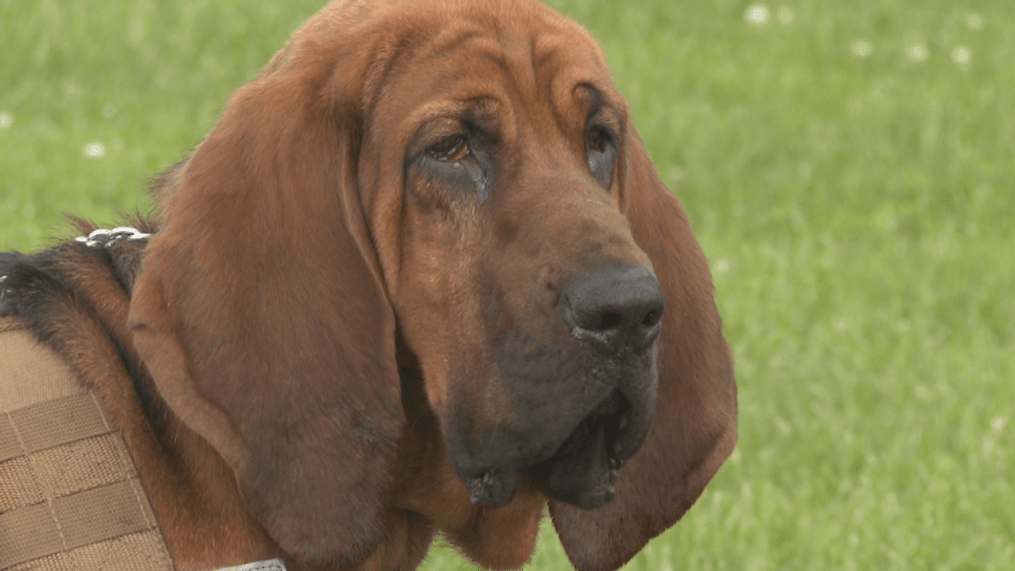 K-9 Boone is back at work. (WCYB)