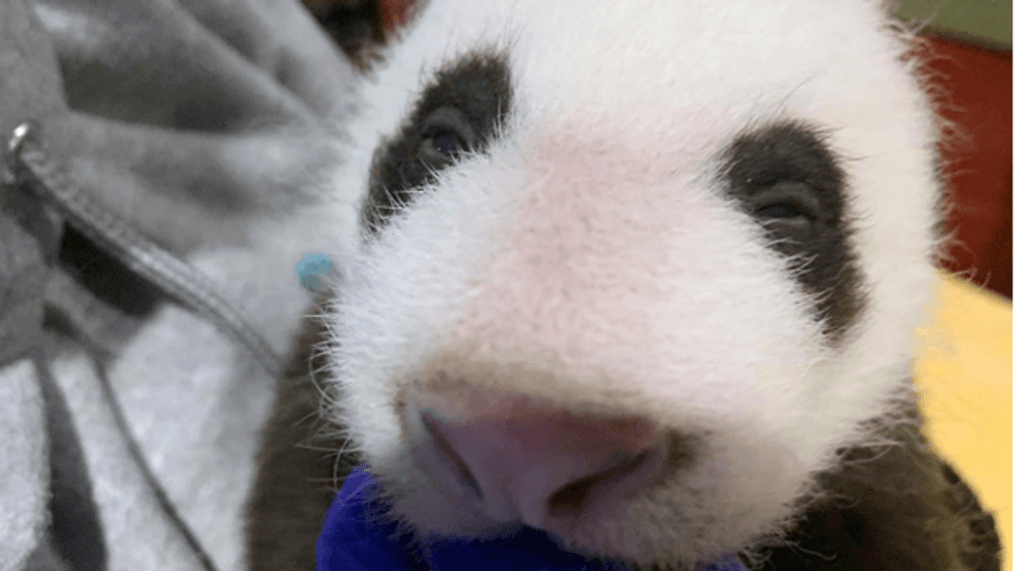 The baby cub at the Smithsonian National Zoo turned 6 weeks old Friday.  Zoo officials say the cub is healthy and has begun to open its eyes. (Image: Smithsonian National Zoo) 