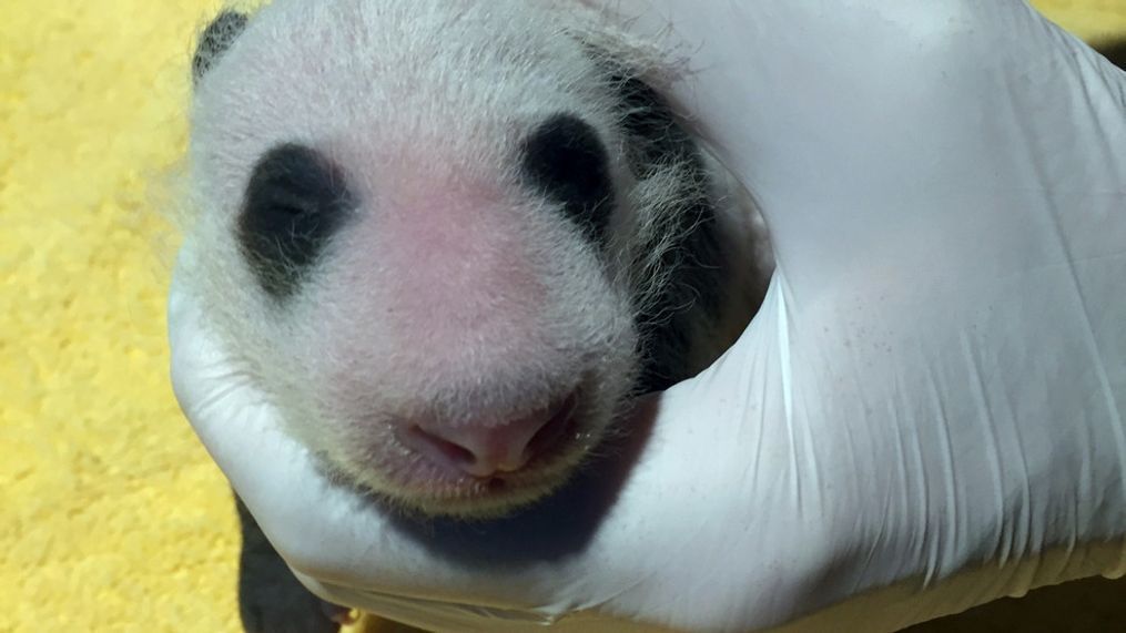 The National Zoo's three-week-old giant panda cub got its first exam Sunday, September 13, 2020. (National Zoo)