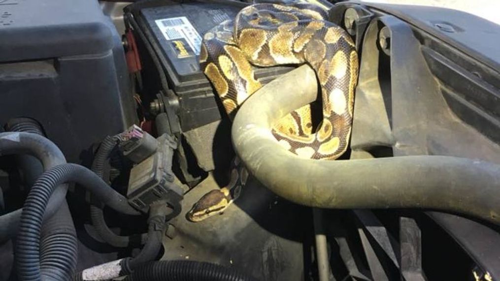 Python found in engine (Photo courtesy Omro Police Department)