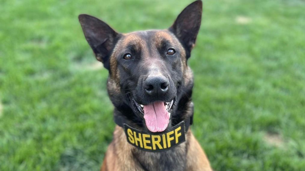 K-9 Odin found by a good Samaritan (Photo Madera County Sheriff's Office)