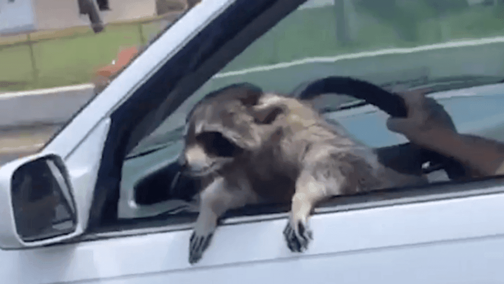 Raccoon hangs out on driver side of a car in Florida (Savannah Jade){&nbsp;}