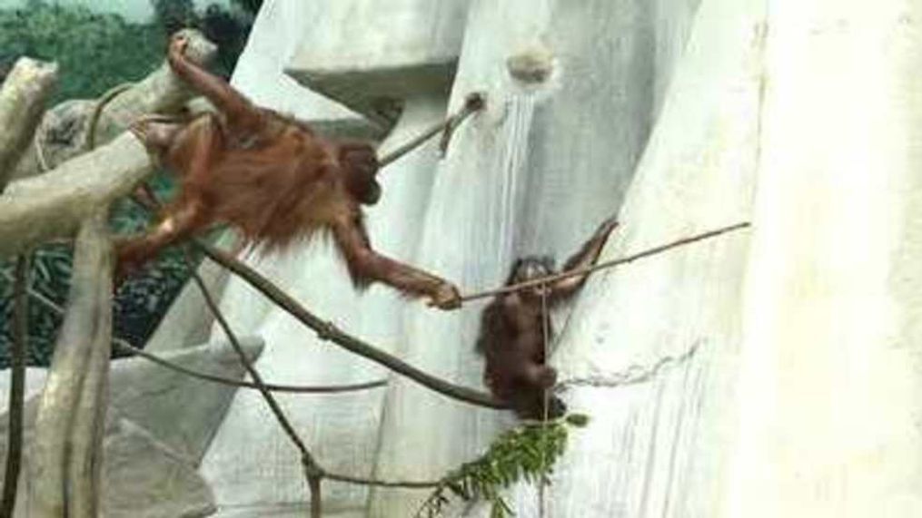 Orangutans and gorillas at Brookfield Zoo celebrate National Peanut Butter Lovers Day (Brookfield Zoo via Storyful)