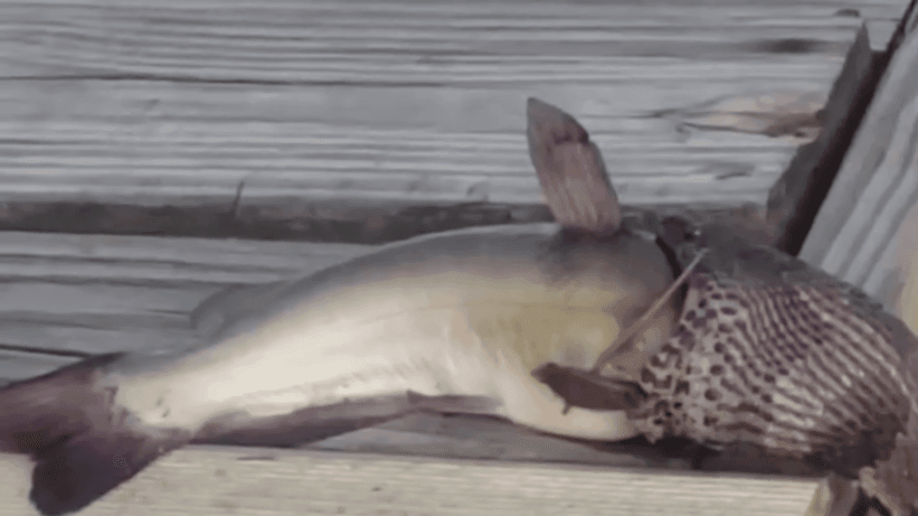 {p}Snake eats a fish in North Carolina (John Carney Edwards) {/p}