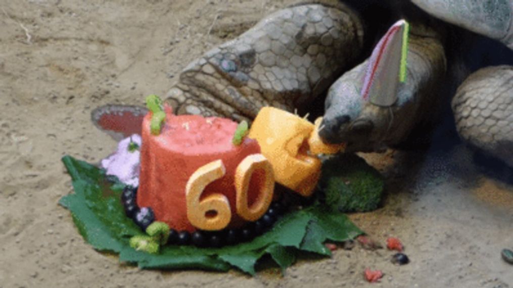 Tortoise shell-ebrates 60th birthday in style at Pennsylvania zoo (Clyde Peeling's Reptiland via Storyful)