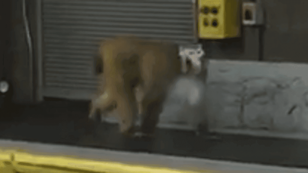 The baboon that escaped it's cage Monday at the San Antonio International Airport. (SBG Photo)