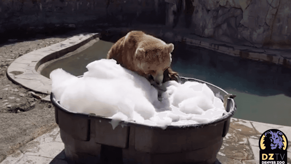 This bear could not resist taking a bubble bath (Denver Zoo/Facebook)