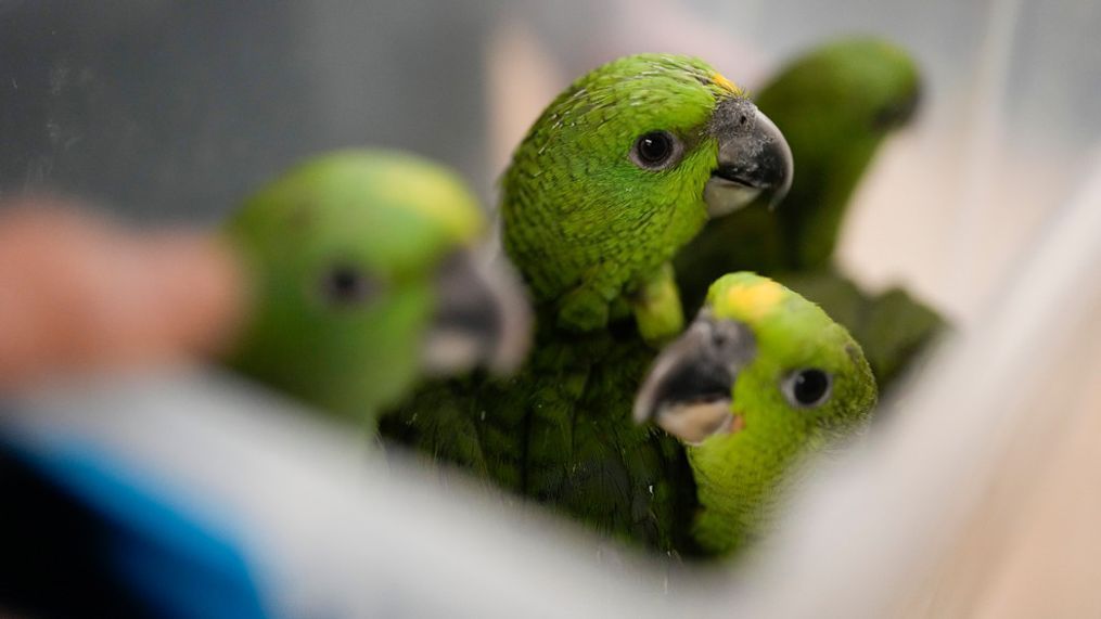 Young yellow-naped Amazon parrots are carried in a plastic tub at the Rare Species Conservatory Foundation in Loxahatchee, Fla., Friday, May 19, 2023. (AP Photo/Rebecca Blackwell)