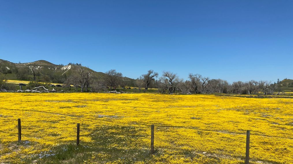 California superbloom bursts to life after record-breaking rain levels (Kathy Forgie)