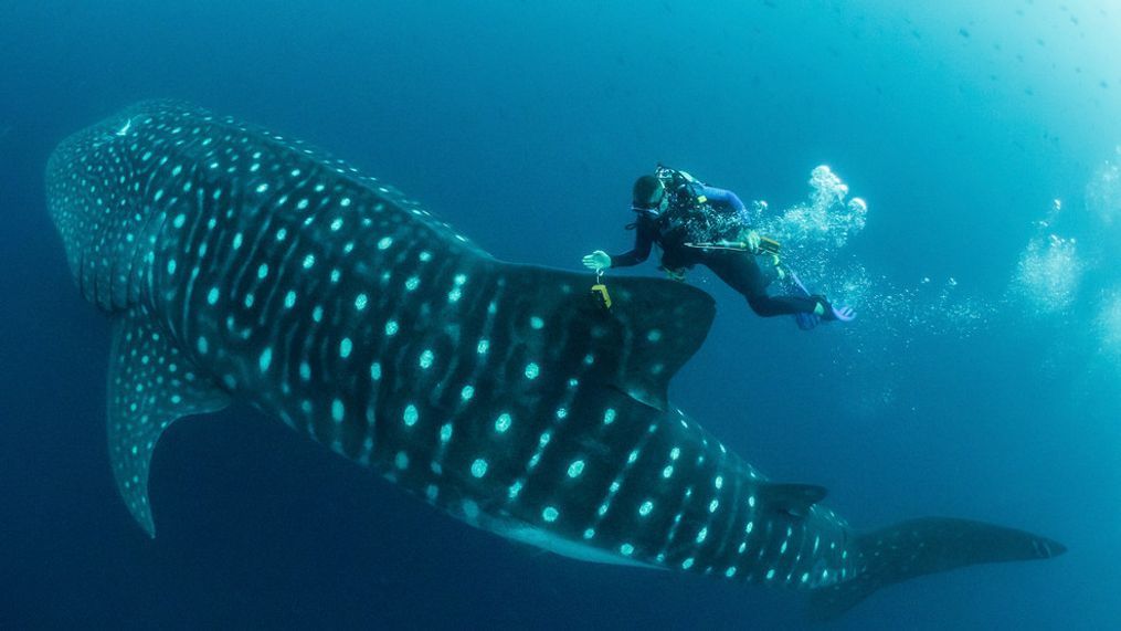 In this 2017 photo provided by Simon Pierce, Jonathan Green checks on a fin-mounted satellite tag on a whale shark in the Galapagos Islands area of Ecuador. (simonjpierce.com via AP)