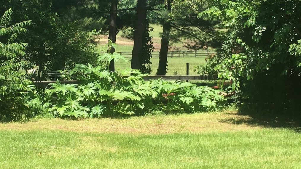 {p}Giant Hogweed can grow between 7 and 14 feet tall, depending upon growth stage and if mowed or cut{&nbsp;}(VT Massey Herbarium){/p}{p}{/p}