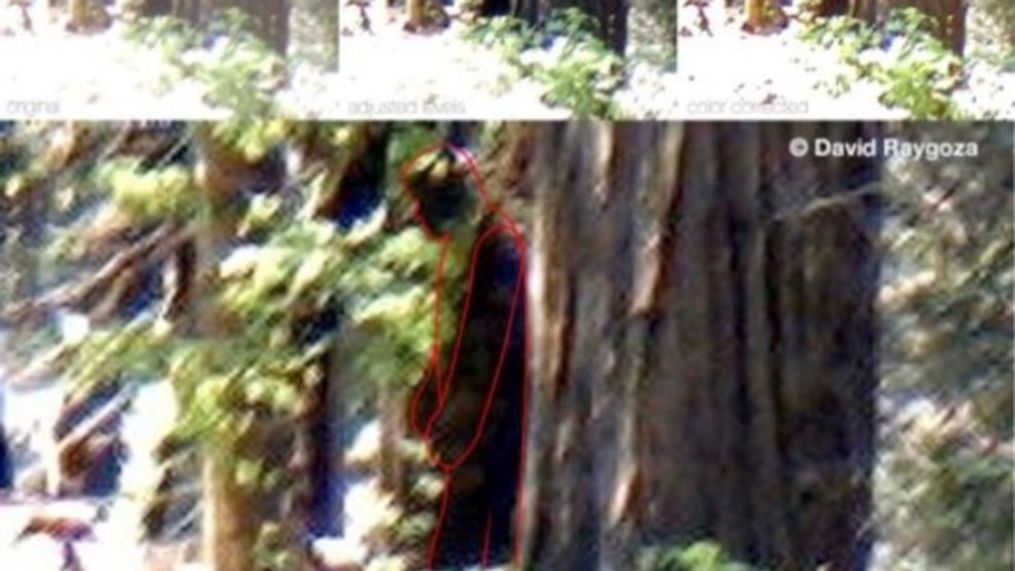 Bigfoot sighting reported in California. (Courtesy "Paranormal Central")