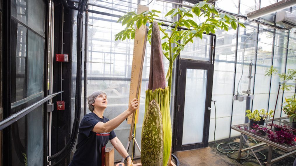 The corpse flower is measured at Austin Peay State University's greenhouse in Tennesee. (Photo: Austin Peay State University){p}{/p}