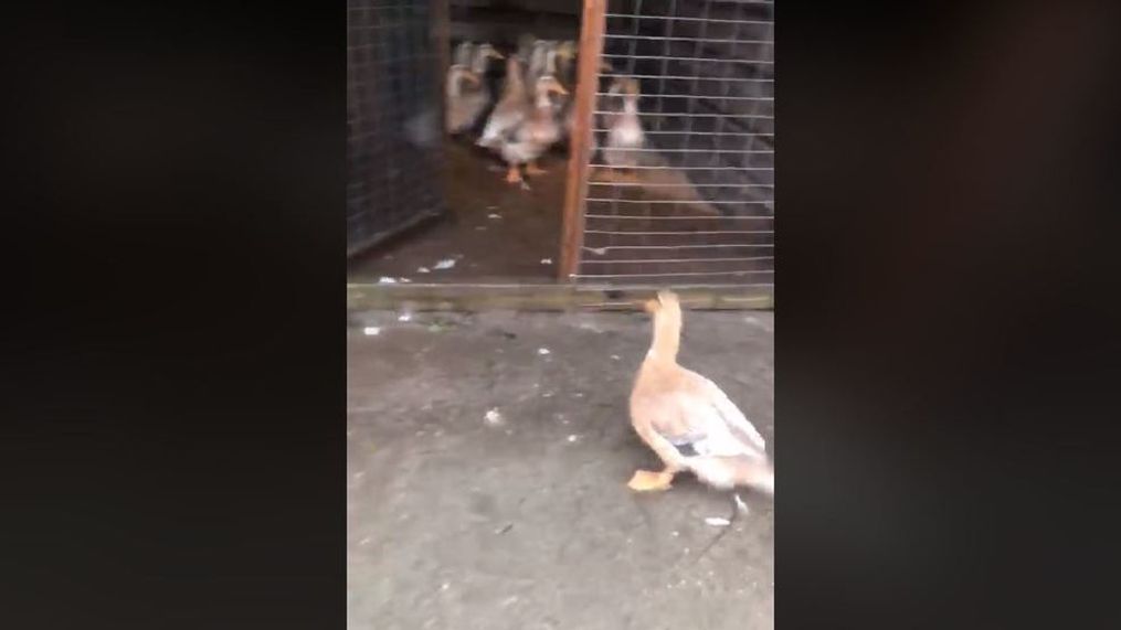 Police in Myrtle Beach, S.C., corral ducks during Tropical Storm Florence, Friday, Sept. 14, 2018. (Myrtle Beach Police Department)