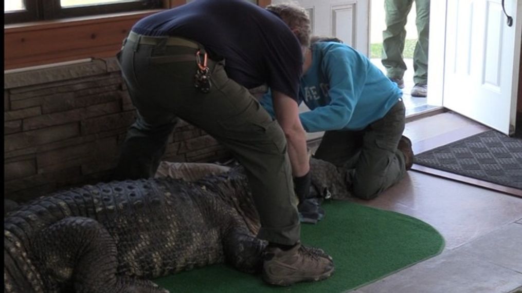 750-pound pet alligator seized from New York man's home (New York State Department of Environmental Conservation)