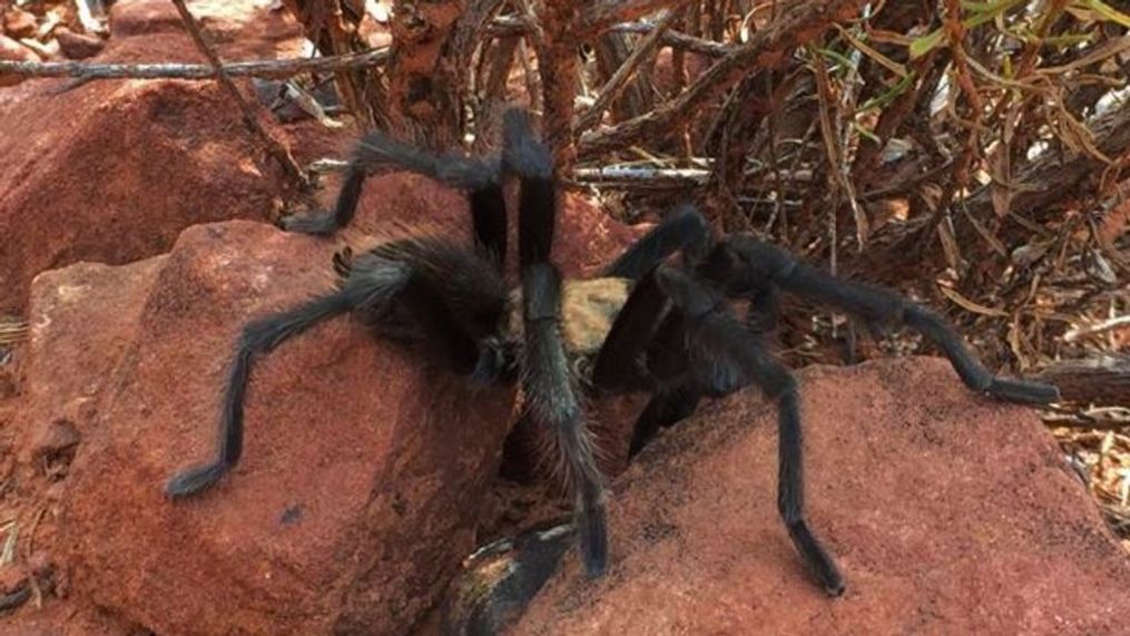 Zion National Park is asking visitors to not bother one of its most startling, yet interesting residents. (Photo courtesy of Zion National Park){&nbsp;}