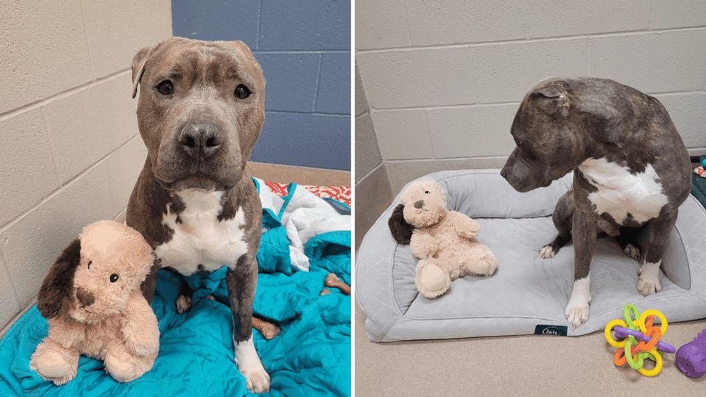 Bruno the dog with one ear tore an ear off his favorite stuffed doll, Feb. 3, 2023. (SPCA of Wake County)