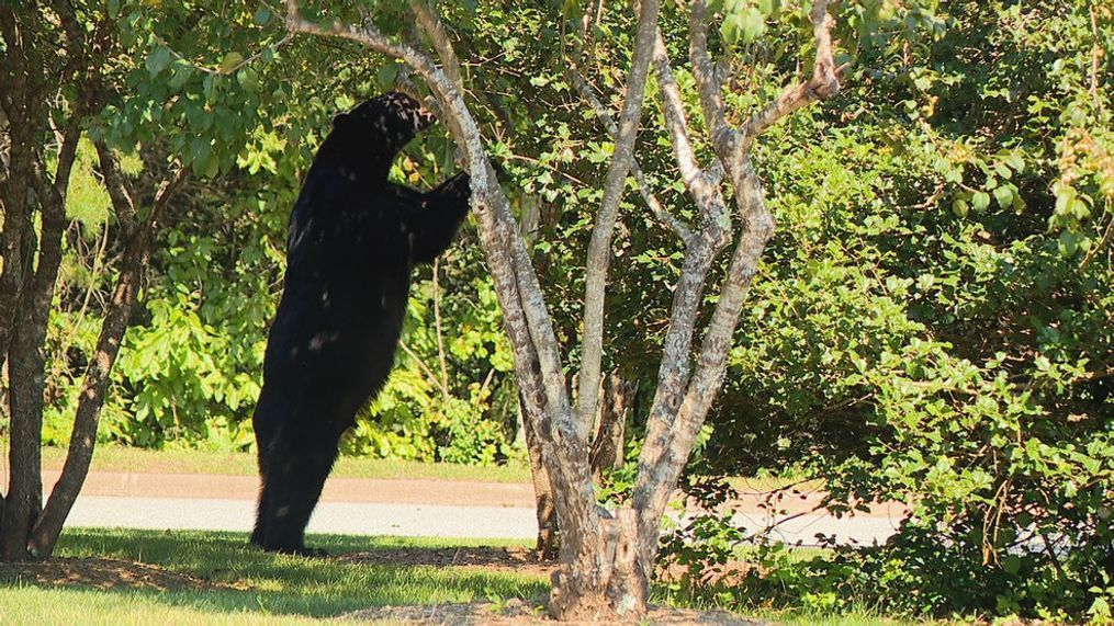 As fall approaches, we're seeing more of Asheville's native animals -- that means bears, just like the one spotted in the News 13 parking lot Monday. (Photo credit: WLOS staff)