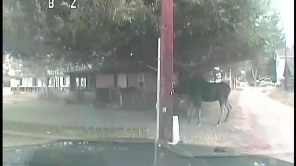 Deputies in Pinedale, Wyoming, used tasers to free a bull moose stuck in a hammock. (Sublette County Sheriff's Office via Storyful)