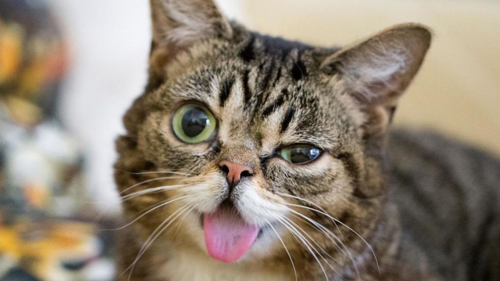 Lil Bub the cat died Monday, Dec. 1, 2019, at 8 years old. (Photo: Mike Bridavsky / LilBub.com)