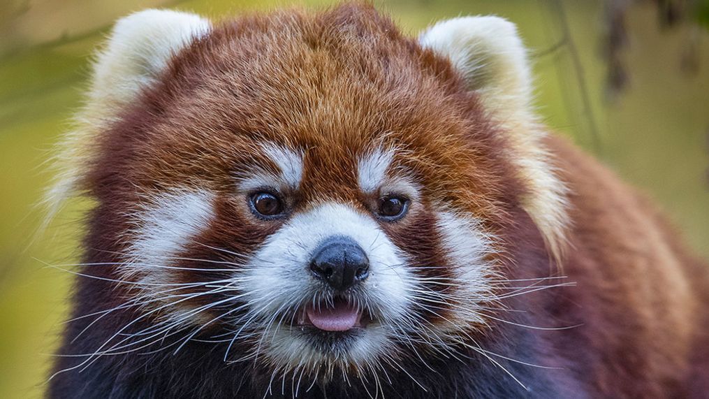 A Styan's Red Panda (Courtesy: Zoo Boise)