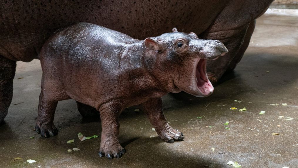 Fiona’s little brother, born at the Cincinnati Zoo & Botanical Garden on August 3, will be called Fritz! (Photo via Cincinnati Zoo)