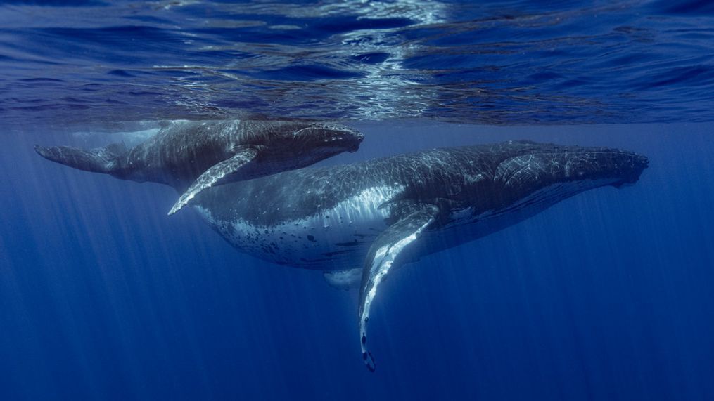 This photo provided by Samuel Lam shows a humpback whale and her calf in Papeete, French Polynesia in September 2022. (Samuel Lam via AP)