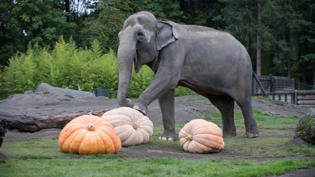 Elephants pulverize giant pumpkins at the Oregon Zoo's annual Squishing of the Squash. ©Oregon Zoo/ photo by Shervin Hess