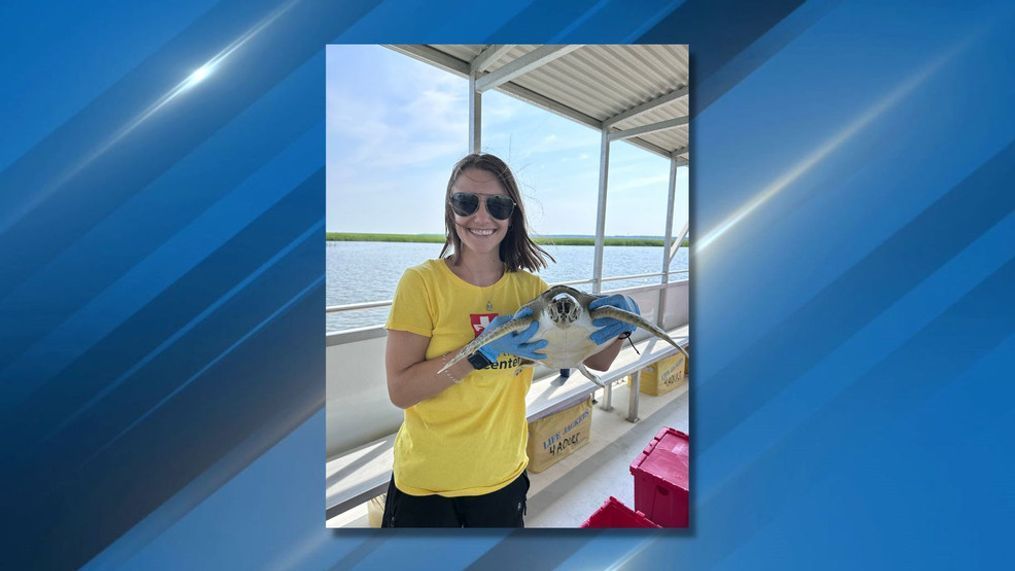 Watch: Adorable rehabilitated juvenile sea turtles swim to new life in the wild (provided by SC Aquarium){&nbsp;}