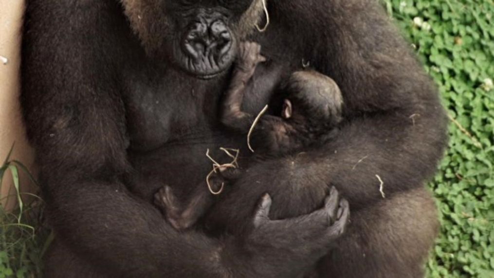 Sekani the gorilla with her newborn baby (Photos courtesy of the Little Rock Zoo)