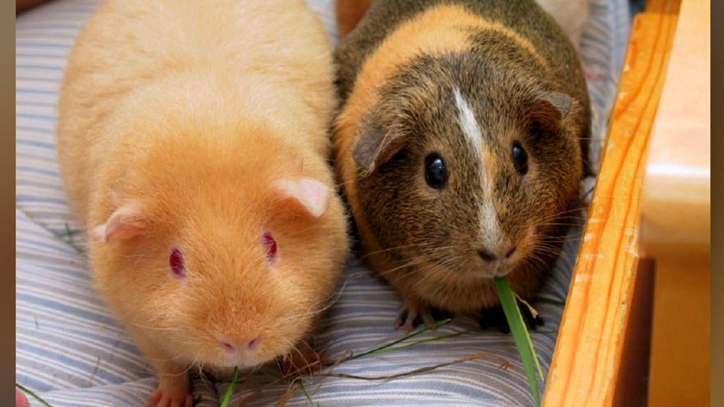 FILE - Guinea pigs. (Sandos / Wikipedia / CC BY-SA 3.0) 