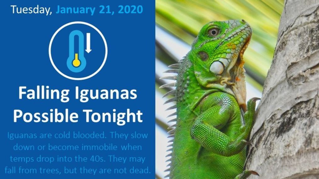 Falling iguanas possible in South Florida! (Graphic via: National Weather Service office in Miami)