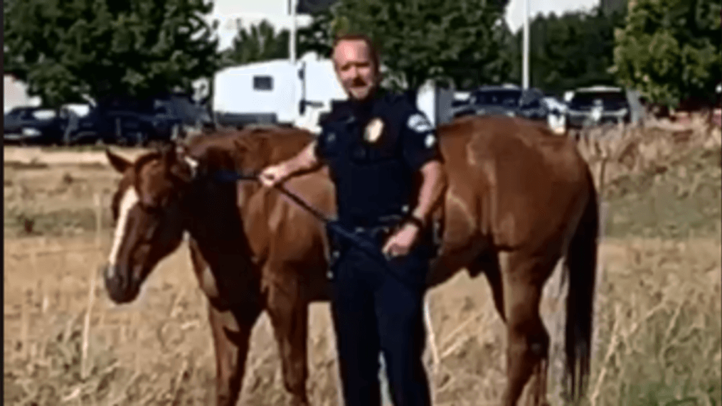 A Brigham City police officer wrangles a horse causing traffic problems. (Brigham City Police Dept./Facebook)