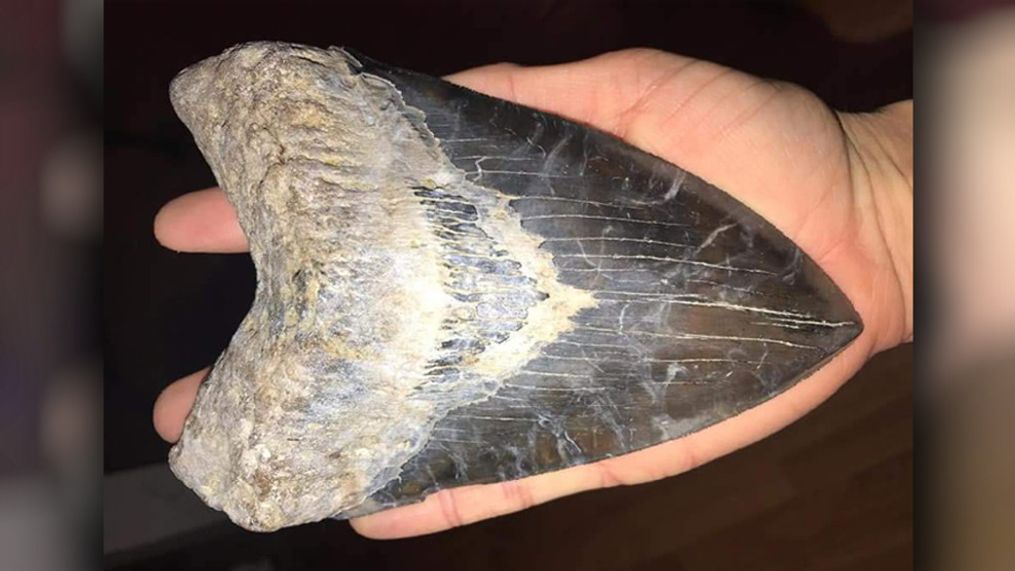 Matthew Basak found this massive 6.45-inch fossilized megalodon tooth at a construction site in the Summerville, South Carolina area. (Provided: Matthew Basak)