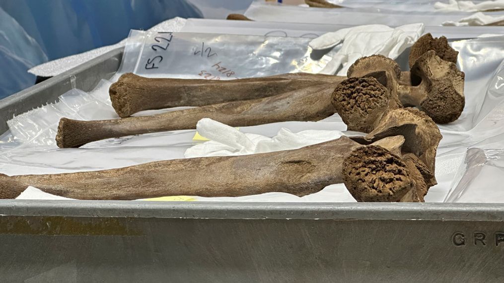 Mastodon bones are displayed at the Grand Rapids Public Museum on Thursday, May 18, 2023, in Grand Rapids, Mich. (AP Photo/Mike Householder)