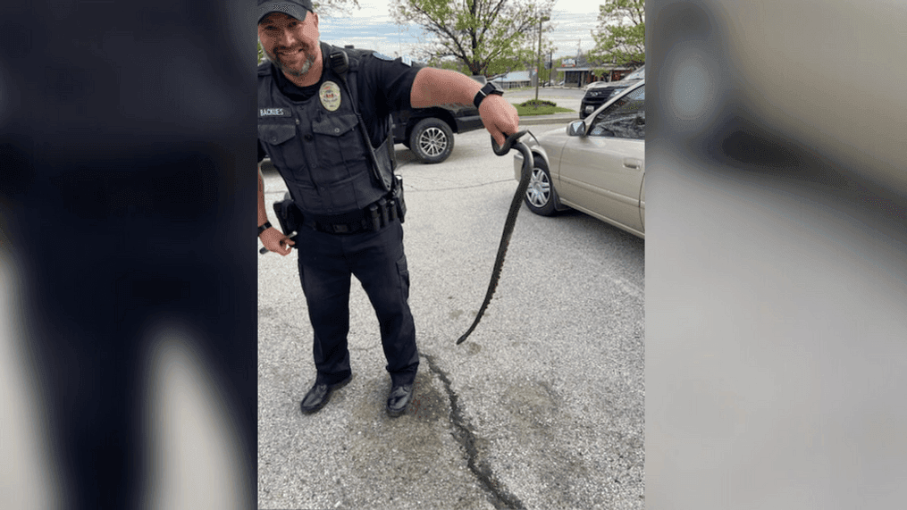 Police removed a snake from a woman's car after she felt it against her feet while she was driving. (Photo: Pacific Police Department)