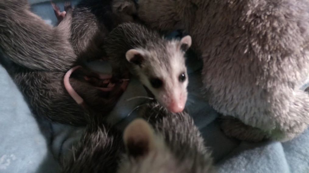 A Massachusetts man delivered babies from a mother possum struck by a car. (WJAR)